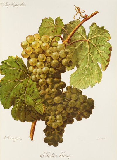 Raisin Aubin Blanc - Alexis Kreyder