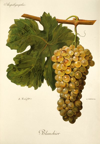 Raisin Blanchier par A. Kreyder - Alexis Kreyder