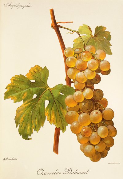 Chasselas Duhamel - Alexis Kreyder