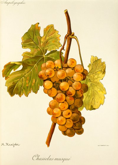 Raisin Chasselas Musqué - Alexis Kreyder
