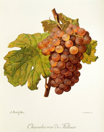 Chasselas Rose de Falloux - Alexis Kreyder