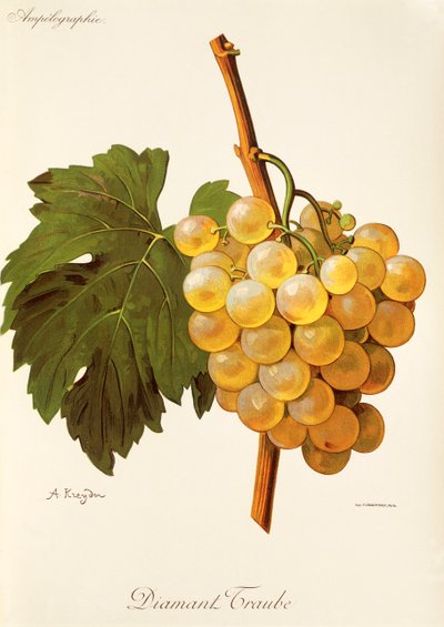 Raisin Diamant Traube par A. Kreyder - Alexis Kreyder