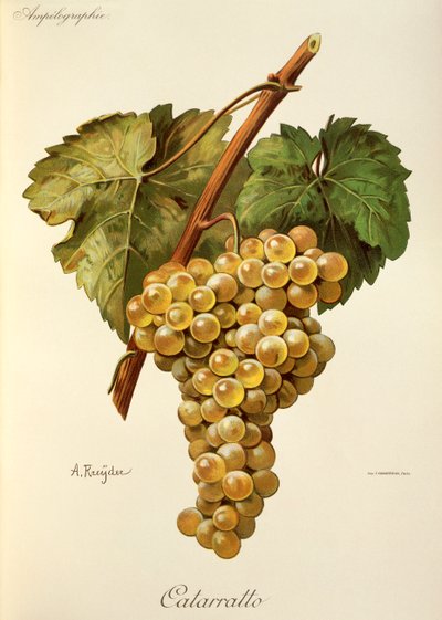 Raisin Fiano par A. Kreyder - Alexis Kreyder