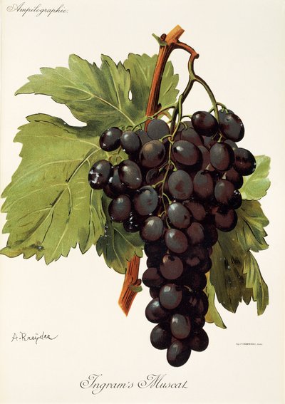 Raisin Muscat d
