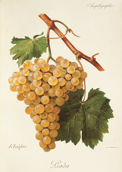 Raisin Liada - Alexis Kreyder