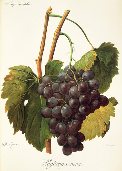 Raisin Luglienga Nera - Alexis Kreyder