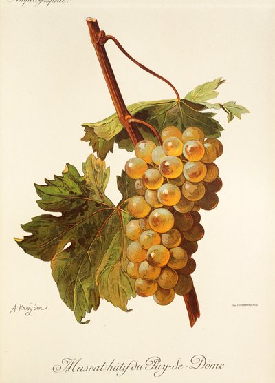 Muscat Hatif du Puy-de-Dome - Alexis Kreyder