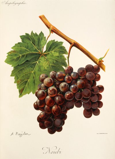 Raisin Noubi - Alexis Kreyder