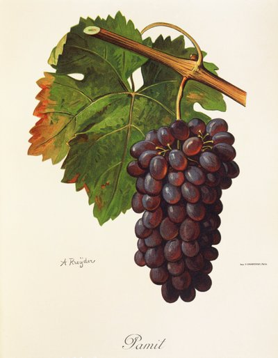 Raisin Pamit par A. Kreyder - Alexis Kreyder