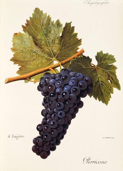 Raisin Perricone - Alexis Kreyder