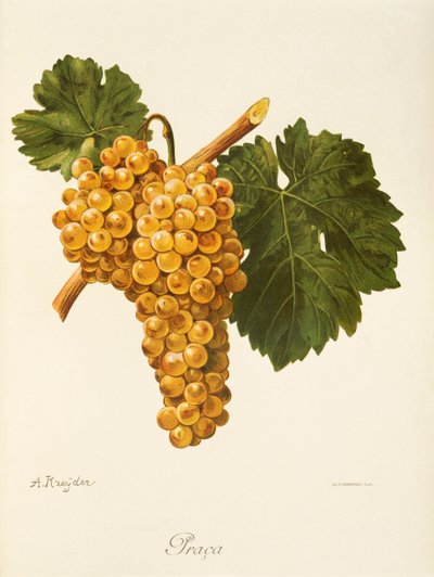 Raisin Praca - Alexis Kreyder