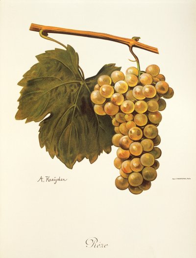 Raisin Reze par A. Kreyder - Alexis Kreyder