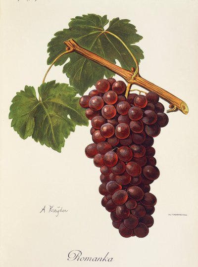 Raisin Romanka - Alexis Kreyder