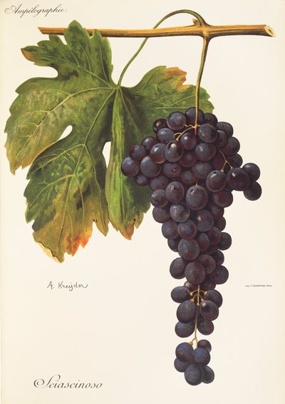 Raisin Sciascinoso - Alexis Kreyder