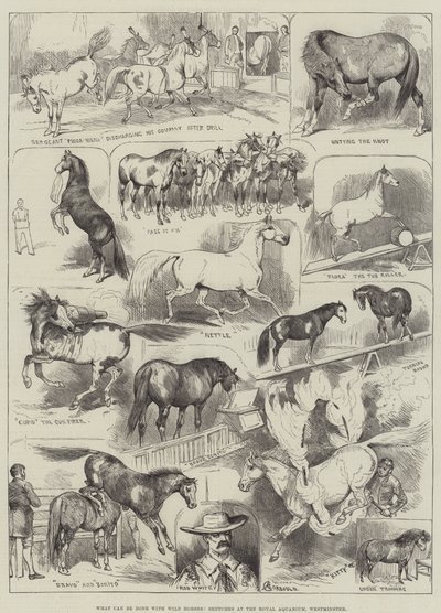 Que peut-on faire avec des chevaux sauvages, croquis à l