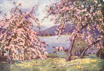 District des Lacs : Esthwaite Water, fleurs de pommier - Alfred Heaton Cooper