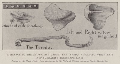 Une menace pour le câble tout britannique, le Teredo, un mollusque qui ronge les lignes télégraphiques sous-marines - Alfred Hugh Fisher