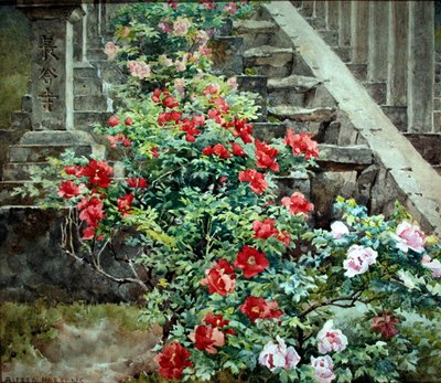 Pivoines arbustives à Hase Dera - marches vers le temple Kwannon, Japon - Alfred Parsons