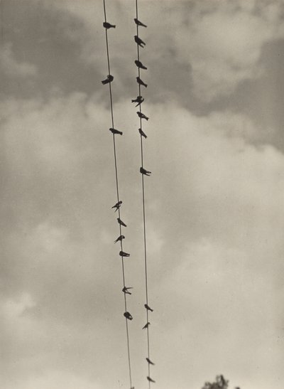 Les oiseaux - Alfred Stieglitz