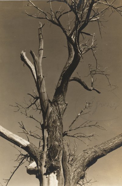 Châtaignier mourant (verso) - Alfred Stieglitz