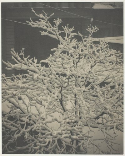 Depuis la fenêtre arrière 291 Arbre couvert de neige, arrière-cour, 1915 - Alfred Stieglitz