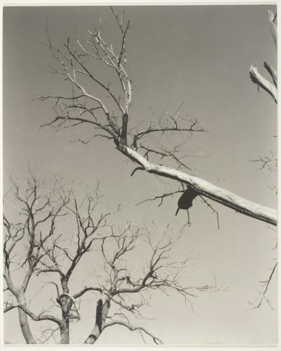 Le marronnier mourant - Mon professeur - Alfred Stieglitz