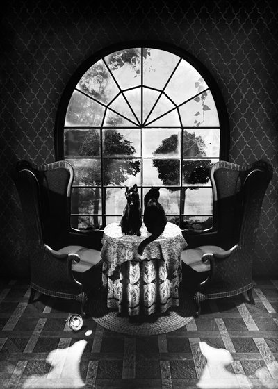 Les mystérieux chats noirs - Ali Gulec