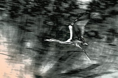 Vol de Terre Sainte, 2015 (photographie peinte à la main) - Alice Gur-Arie