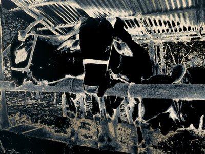 Homestead, 2020 (photographie peinte) - Alice Gur-Arie