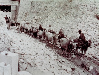 Scène montrant des blocs de marbre transportés depuis une carrière à Carrara. Le wagon est tiré par dix bœufs - Fratelli Alinari