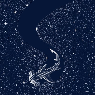 Requin-marteau étoilé - Alirıza ÇAKIR