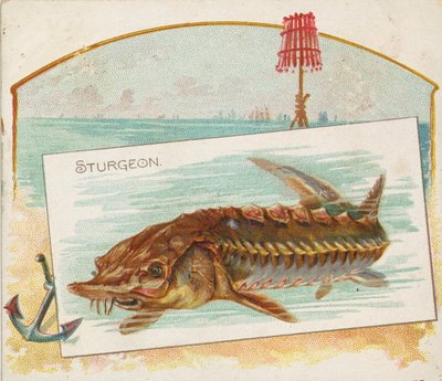 Esturgeon, de la série Poissons des eaux américaines N39 pour Allen & Ginter Cigarettes, 1889 - Allen and Ginter