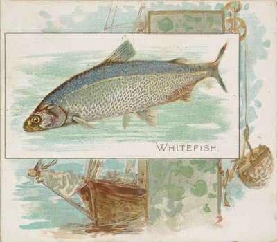 Poisson blanc, de la série Poissons des eaux américaines N39 pour les cigarettes Allen & Ginter, 1889 - Allen and Ginter