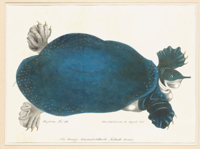 Tortue molle américaine ou Trionyx, anciennement appelée Tortue bleue - Aloys Zötl