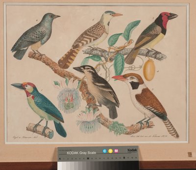 Six rolliers sur une branche de passiflore avec fleurs et fruits - Aloys Zötl