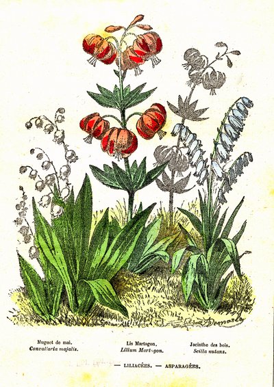 Liliacées, Asparagacées : Création naturelle et êtres vivants. Dessin par A. Demarle. 1885 - Alphonse Demarle