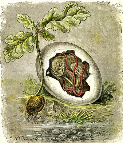 Nature. Œuf et graine : Premier état des êtres organisés. Création naturelle et êtres vivants. (J. Rengade) dessin par A. Demarle. 1885 - Alphonse Demarle