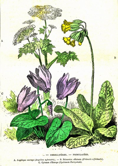 Ombellifères, Primulacées : Création Naturelle et Êtres Vivants. Dessin par A. Demarle. 1885 - Alphonse Demarle