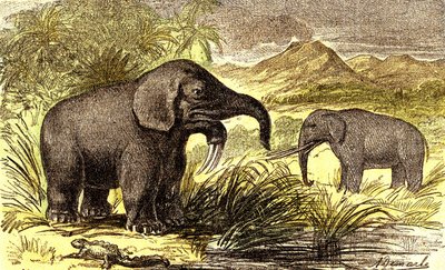 Préhistoire-Période Miocène : De droite à gauche : le Dinotherium et le Mastodonte. Création Naturelle et êtres vivants. Dessin par A. Demarle. 1885 - Alphonse Demarle