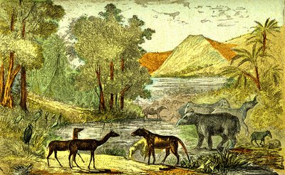 Préhistoire - Période éocène : De droite à gauche : Paléothérium, Anoplothérium, Xiphodontes et les oiseaux Tantale. Création naturelle et êtres vivants. Dessin A. Demarle. 1885 - Alphonse Demarle