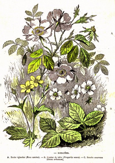 Rosacées - Création naturelle et êtres vivants : Dessin par A. Demarle. 1885 - Alphonse Demarle
