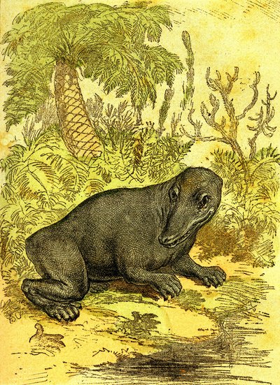 Le Labyrinthodonte (Amphibie): Amphibien de la période du charbon. Création naturelle et êtres vivants. Dessin A. Demarle 1885 - Alphonse Demarle