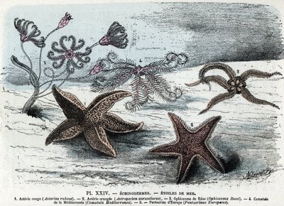 Planche zoologique ; échinodermes, étoiles de mer (astéries, ophiocoma, comatum et pentacrine). Gravure tirée de « L
