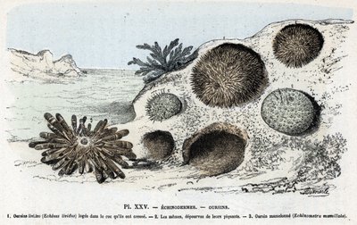 Planche zoologique : échinodermes, oursins Gravure de 