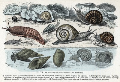 Planche zoologique ; mollusques gastéropodes, poumons (cyclostome, hélice de jardins et chagrin, limace rouge, limace grise, limnée, planorbe, paludine...). Gravure tirée de « L