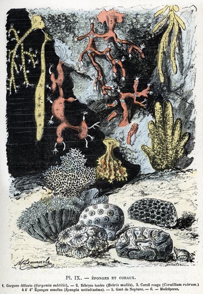 Planche zoologique : éponges et coraux (gorgone, bebryce, corail, éponges, gant de Neptune). Gravure tirée de « L