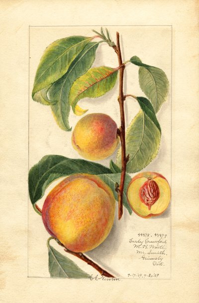 Pêches (Prunus persica) (aquarelle) - Amanda Almira Newton