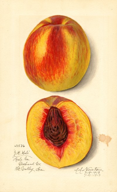 Pêches ( Prunus persica : J.H. Hale) (aquarelle) - Amanda Almira Newton