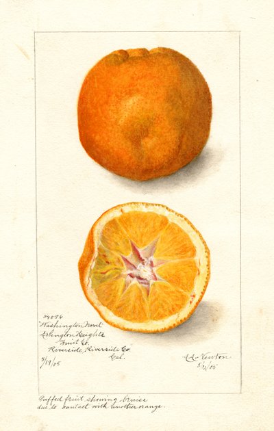 Oranges Navel de Washington ( Citrus sinensis) (aquarelle) - Amanda Almira Newton