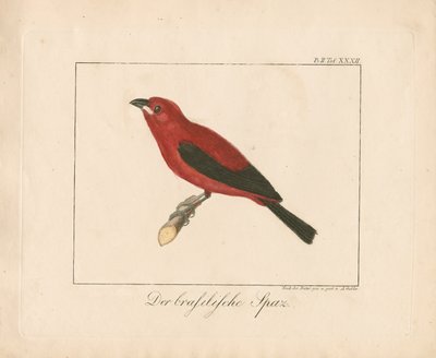 Pinson du Brésil (gravure sur cuivre coloriée à la main) - Ambrosius Gabler